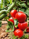 Ripe red tomatoes on a branch in a greenhouse. Selective focus. Royalty Free Stock Photo