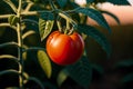 Ripe red tomatoes on the branches of a tomato plant in the garden. Close-up. Healthy food concept. Generative AI Royalty Free Stock Photo