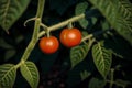 Ripe red tomatoes on the branches of a tomato plant in the garden. Close-up. Healthy food concept. Generative AI Royalty Free Stock Photo