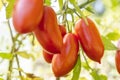 Ripe red tomatoes Royalty Free Stock Photo