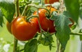 Ripe red tomatoes, close-up, hanging on a branch of a Bush tomato Royalty Free Stock Photo