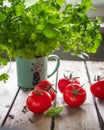 Ripe red tomatoes and a fresh bunch of cilantro in a ceramic mug on a wooden rustic table Royalty Free Stock Photo