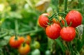 Ripe red tomatoes hanging on the vine of a tomato tree in the garden Royalty Free Stock Photo