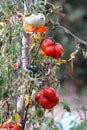 Ripe red tomatoes are on the green foliage background, hanging on the vine of a tomato tree in the garden. Royalty Free Stock Photo