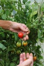 Ripe red tomatoes and green on the same branch. juicy tomatoes in greenhouse. hands touch ripe red tomato on a branch Royalty Free Stock Photo