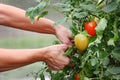 Ripe red tomatoes and green on the same branch. juicy tomatoes in greenhouse. hands touch ripe red tomato on a branch Royalty Free Stock Photo