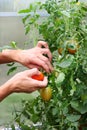 Ripe red tomatoes and green on the same branch. juicy tomatoes in greenhouse. hands touch ripe red tomato on a branch Royalty Free Stock Photo