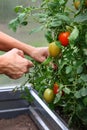 Ripe red tomatoes and green on the same branch. juicy tomatoes in greenhouse. hands touch ripe red tomato on a branch Royalty Free Stock Photo