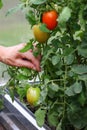 Ripe red tomatoes and green on the same branch. juicy tomatoes in greenhouse. hands touch ripe red tomato on a branch Royalty Free Stock Photo