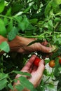 Ripe red tomatoes and green on the same branch. juicy tomatoes in greenhouse. hands touch ripe red tomato on a branch Royalty Free Stock Photo