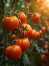 Ripe red tomatoes grow on branch in greenhouse Royalty Free Stock Photo