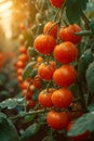 Ripe red tomatoes grow on branch in greenhouse. Lots of tomatoes in a greenhouse Royalty Free Stock Photo