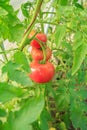 Ripe red tomatoes growing on bush in the garden Royalty Free Stock Photo