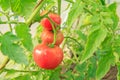 Ripe red tomatoes growing on bush in the garden Royalty Free Stock Photo