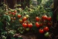 Ripe red tomatoes growing in a greenhouse on a sunny summer day