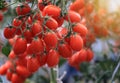 Ripe red tomatoes growing on the vine in greenhouse .Ripe organic tomatoes in garden ready to harvest . Selected focus