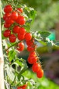 Ripe red tomatoes are hanging on the tomato tree in the garden