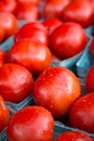 Ripe Red Tomatoes with Raindrops in Blue Boxes