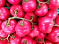 Ripe red tomatoes on a twig, perfect photo Royalty Free Stock Photo