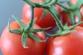 Ripe red tomatoes on a vine Royalty Free Stock Photo