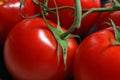 Ripe Red Tomatos Royalty Free Stock Photo