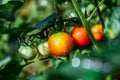 ripe red and unripe green tomatoes on a branch in a vegetable garden after rain Royalty Free Stock Photo