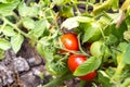 Ripe red and unripe green tomatoes in the greenhouse Royalty Free Stock Photo