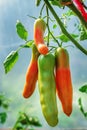 Ripe red and unripe green tomatoes growing on bush in the garden. Tomatoes in the greenhouse with the red and green Royalty Free Stock Photo