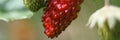 ripe red and unripe green wild berry strawberries on the bush in zoomed view. banner.