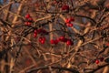 Ripe red viburnum berries on the branches on a blurred background. Bush viburnum in winter. Viburnum opulus is used in medicine Royalty Free Stock Photo
