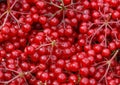 Ripe red viburnum close up. Many berries viburnum. Background of red berries. Useful berries for the treatment of colds