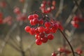 Ripe red viburnum fruits on a blurred background Royalty Free Stock Photo