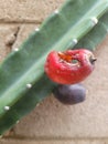 Thornless Cereus Cactus Fruits, closeup