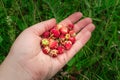 Ripe red wild meadow strawberry or Fragaria viridis Royalty Free Stock Photo