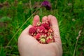 Ripe red wild meadow strawberry or Fragaria viridis Royalty Free Stock Photo
