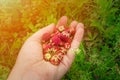 Ripe red wild meadow strawberry or Fragaria viridis Royalty Free Stock Photo