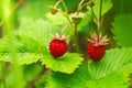 Ripe red wild strawberries Royalty Free Stock Photo