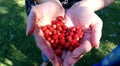 Gifts of Nature: Ripe, Red Forest Strawberries Royalty Free Stock Photo