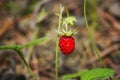 Ripe red wild strawberry berry on a blurred green background Royalty Free Stock Photo