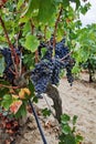 Ripe red wine grape ready to harvest, sandy vineyard in Camargue, Languedoc, France Royalty Free Stock Photo