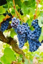 Ripe red wine grape ready to harvest Royalty Free Stock Photo