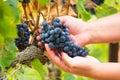 Ripe red wine grape ready to harvest Royalty Free Stock Photo