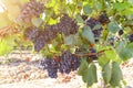 Ripe red wine grapes before harvest in a vineyard at a winery, rural landscape for viticulture and agricultural wine production in Royalty Free Stock Photo