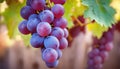 Ripe red wine grapes in vineyard, close up. Generative AI Royalty Free Stock Photo