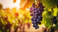 Ripe red wine grapes in vineyard ready for harvest, close up Royalty Free Stock Photo