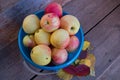 Ripe red and yellow apples bulked in blue plastic bucket stood on step of brown wooden porch next to pile of autumn dead leaves