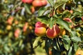 Ripe red and yellow apples growing on fruit tree in summer Royalty Free Stock Photo