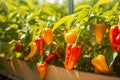 Ripe red and yellow bell peppers on a branch with green leaves in a garden bed on a sunny day Royalty Free Stock Photo