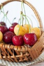 Ripe red and yellow cherries with water drops in a wicker basket, closeup, vertical shot Royalty Free Stock Photo