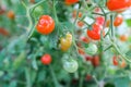 Ripe red and yellow and green cherry tomatoes on branches, close-up. Horizontal composition with a tomato bush and Royalty Free Stock Photo